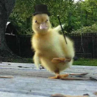 🎩 duck, top hat, animal, cute, magic, wand whatsapp sticker