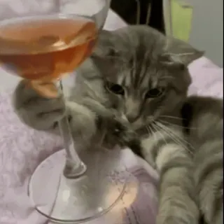 🍷 cat, wine glass, animal, drinking, pet, cute, funny, meme whatsapp sticker