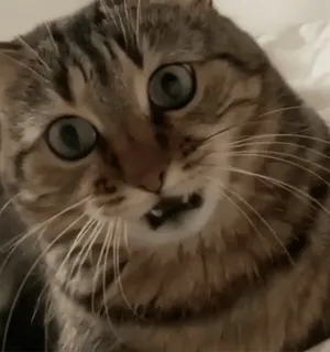 🦈 Katze, Tier, süß, Haustier, lustig, Meme whatsapp sticker