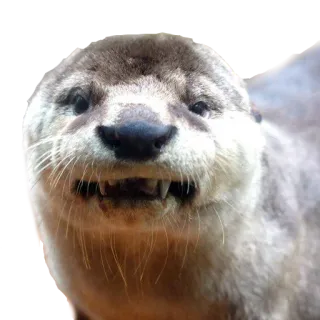 😬 выдра, животное, милый, млекопитающее, дикая природа, вода telegram sticker