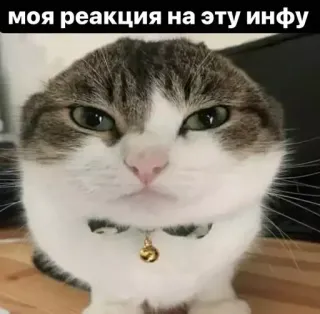 🧐 моя реакция на эту инфу gato, reacción, meme, ruso, divertido, información telegram sticker