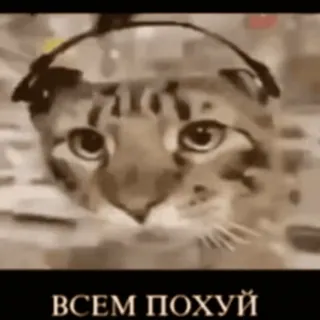 🤐 всем похуй chat, écouteurs, texte, russe, humour whatsapp sticker
