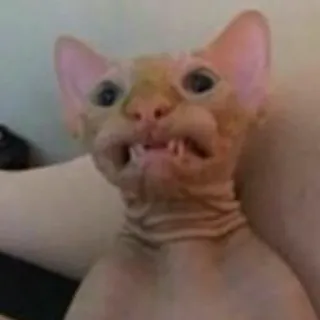 🙂 cat, sphynx, hairless cat, animal, pet, funny, meme telegram sticker