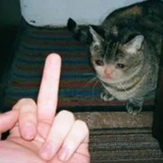 😢 kot, środkowy palec, obraźliwy, niegrzeczny, gest telegram sticker
