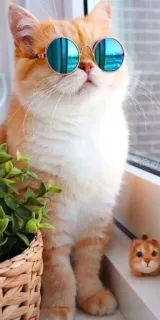 😼 gato, óculos de sol, animal de estimação, animal, fofo, gato laranja telegram sticker