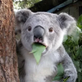 😦 koala, animale, foglia, marsupiale, australia, fauna selvatica telegram sticker
