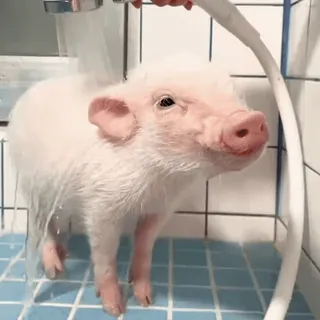 🐽 whatsapp sticker