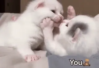 🐻 You cats, kittens, cute, animals, pets, domestic animals telegram sticker