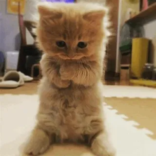 🌿 mèo, dễ thương, mèo con, đáng yêu, van xin, đứng telegram sticker