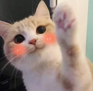 😳 cat, kitten, cute, animal, pet, kawaii, blush whatsapp sticker