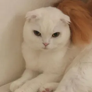 😡 cat, animal, pet, white cat, cute, feline telegram sticker