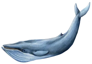 🐋 wieloryb, morze, zwierzę, ocean, ssak, płetwal błękitny telegram sticker