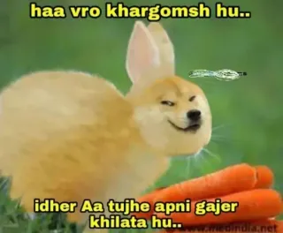 😡 haa vro khargomsh hu..
idher Aa tujhe apni gajer khilata hu.. うさぎ, にんじん, 動物, ミーム, 面白い telegram sticker