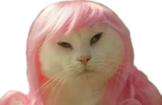🐱 cat, wig, pink wig, animal, pet telegram sticker