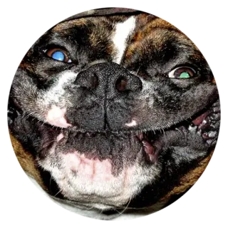 👺 犬, 笑顔, 面白い, 動物, ペット, アップ telegram sticker