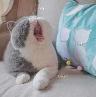 😴 GRAY gatto, grigio, animale domestico, animale, gattino, carino, cuscino whatsapp sticker