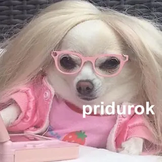 😠 pridurok pies, chihuahua, peruka, okulary, rosyjski slang, obelga telegram sticker
