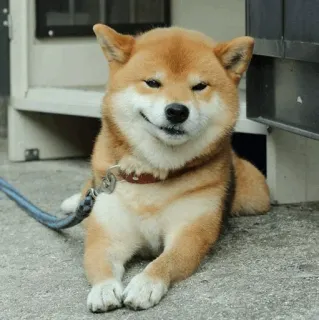 🐾 Hund, Shiba Inu, Tier, Haustier, süß, Haustier whatsapp sticker