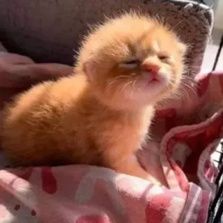 🥺 小猫, 猫, 动物, 可爱, 宠物 telegram sticker