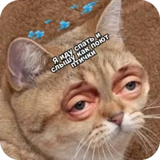 😴 Я иду спать и слышу как поют птички cat, birds, sleepy, animal, meme, text, russian telegram sticker