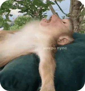 🪸 микро пупс monyet, binatang, berbaring, meme, lucu, santai, santai telegram sticker