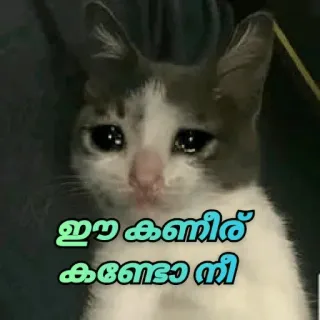 🥺 ഇഷാ കണ്ണ്नीर കനോണീ kat, verdrietig, huilen, meme telegram sticker