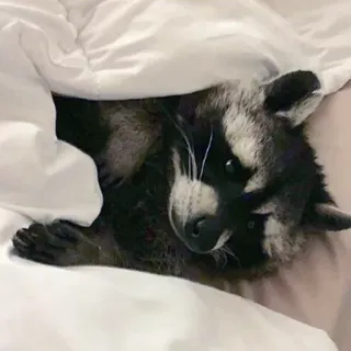 💤 mapache, animal, cama, lindo, durmiendo telegram sticker