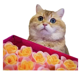 🌺 cat, kitten, flowers, roses, cute, animal telegram sticker
