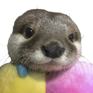 🙂 выдра, животное, милый, стикер, млекопитающее telegram sticker