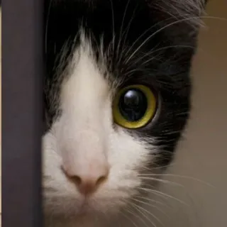 👀 кот, домашнее животное, животное, черно-белый, глаза, милый, домашняя кошка telegram sticker