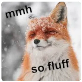 😌 mmh so fluff fox, fluffy, animal, cute, meme, happy telegram sticker