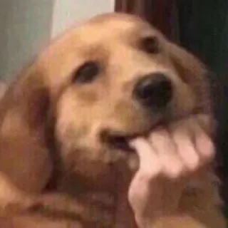 🥰 chien, chiot, golden retriever, mignon, animal, animal de compagnie telegram sticker