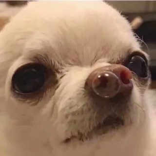 😪 chien, chihuahua, animal, animal de compagnie, mignon, petit chien, drôle telegram sticker