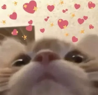 🐱 cat, hearts, love, cute, adorable, animal telegram sticker