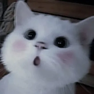 💗 kat, schattig, witte kat, dier telegram sticker