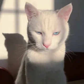 🤨 Katze, weiße Katze, blaue Augen, Tier, Haustier telegram sticker
