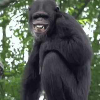 😄 chimpanzee, monkey, ape, animal, primate, wildlife telegram sticker