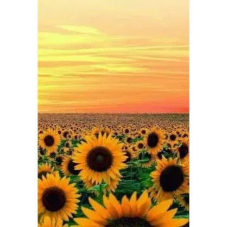 🌻 Sonnenblumen, Feld, Natur, Blumen, Gelb, Sonnenuntergang, Himmel whatsapp sticker