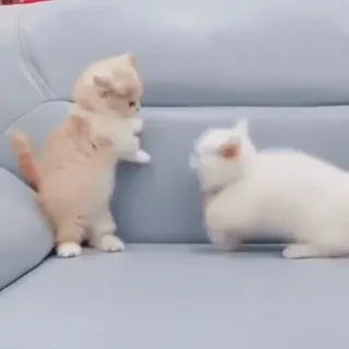 😾 kitten, cat, animals, cute, pets, domestic animals whatsapp sticker