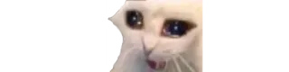 🥲 Katze, weinend, Meme, traurig whatsapp sticker