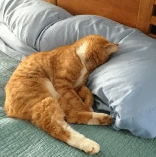 🍓 kat, slapen, dier, huisdier, bed, oranje kat, schattig telegram sticker