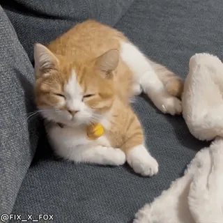 🥱 @FIX_X_FOX 猫, 子猫, 眠い, オレンジ, 白, 動物, ペット whatsapp sticker