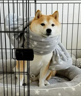 @shiba_gif telegram stickers