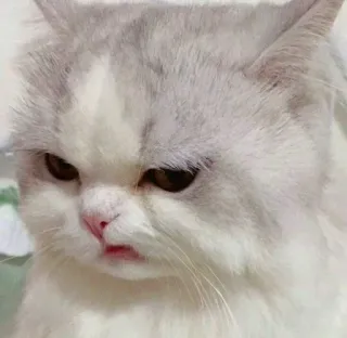 😕 gato, enojado, mascota, felino, animal, lindo whatsapp sticker