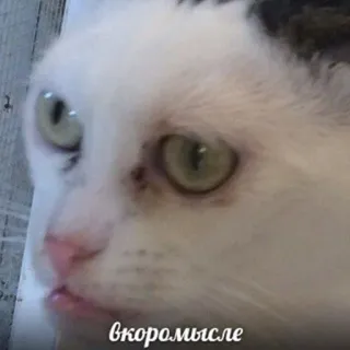 🐶 Вкоромысле gato, animal, meme, engraçado, animal de estimação, fofo telegram sticker