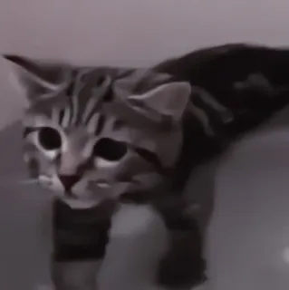 🐈 kot, zwierzę, zwierzak, słodki, kociak telegram sticker