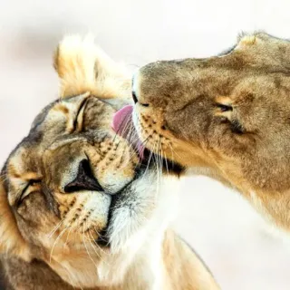 🤗 leone, leoni, animale, affetto, fauna selvatica, gatto, felino telegram sticker
