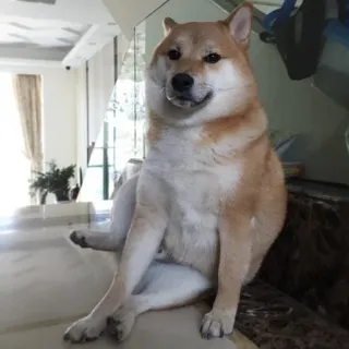 😶 dog, shiba inu, cute, pet, animal telegram sticker