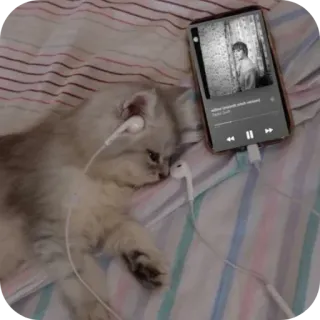 🌟 wither (expanded version)
Trent Reznor Katze, Kätzchen, Musik, Kopfhörer, entspannend, schläfrig, süß telegram sticker
