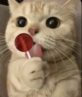😋 gato, pirulito, fofo, animal, animal de estimação telegram sticker
